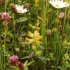 Wildflower Meadow